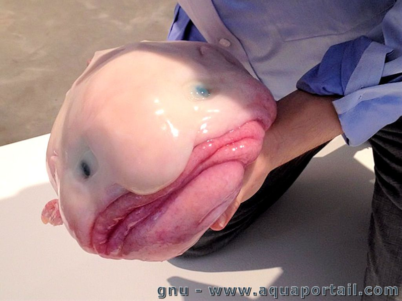 Illustration for article titled Inaugural Clashtalk post - Blobfish